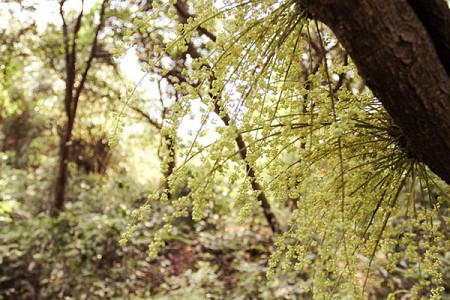 Rừng Chõi – Khu rừng nguyên sinh độc đáo ở đảo Cô Tô