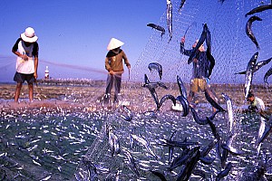 Phát Triển Kinh Tế Cô Tô- Huyện Đảo Tiền Tiêu Của Tổ Quốc Phát Triển Kinh Tế Cô Tô- Huyện Đảo Tiền Tiêu Của Tổ Quốc