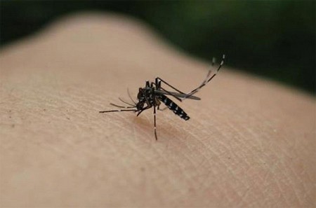 Bí Quyết Phòng Tránh Muỗi Và Vắt Cắn Khi Đi Du Lịch Cô Tô