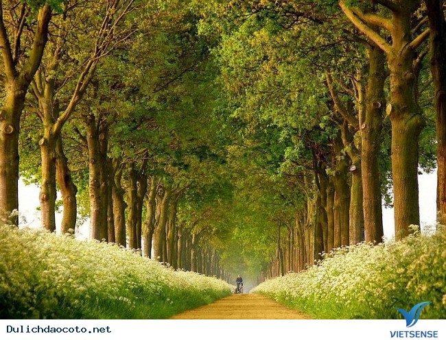 Khám phá hành trình Cô Tô 2 ngày 1 đêm tự túc chỉ với 1 triệu đồng mới nhất - Ảnh 5