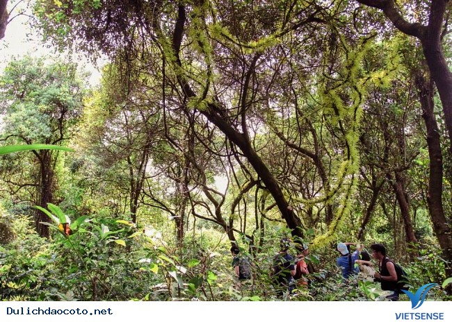 Rừng Chõi – Khu rừng nguyên sinh độc đáo ở đảo Cô Tô - Ảnh 3