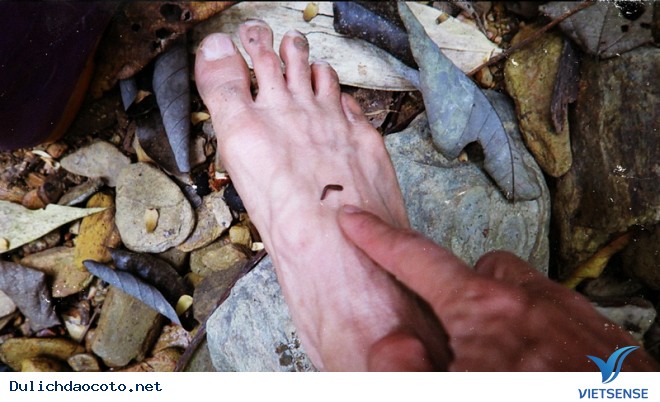 Phòng tránh đối với vắt - Ảnh 1