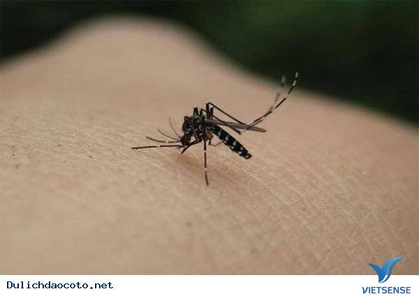 Phòng tránh đối với muỗi - Ảnh 1