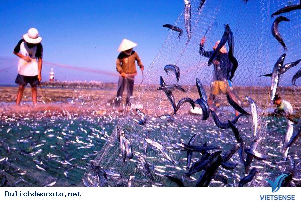 Cá Ruội Cô Tô - Ảnh 1