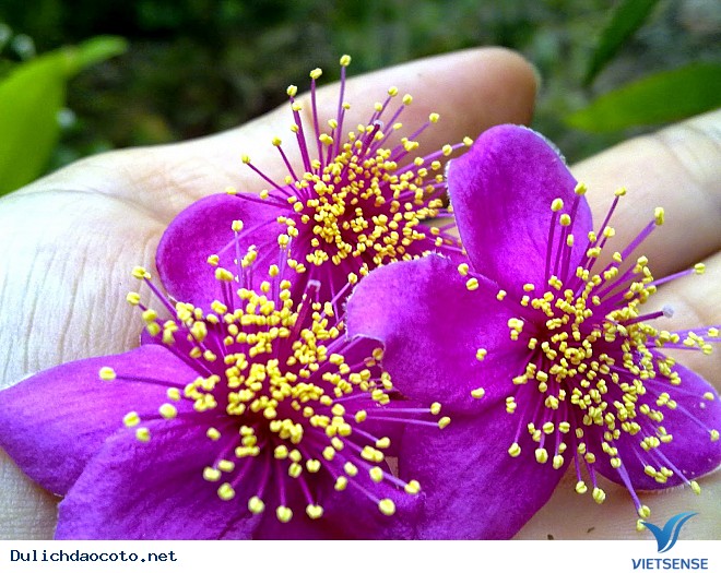 Cô Tô Có Một Mùa Sim Tím - Ảnh 3