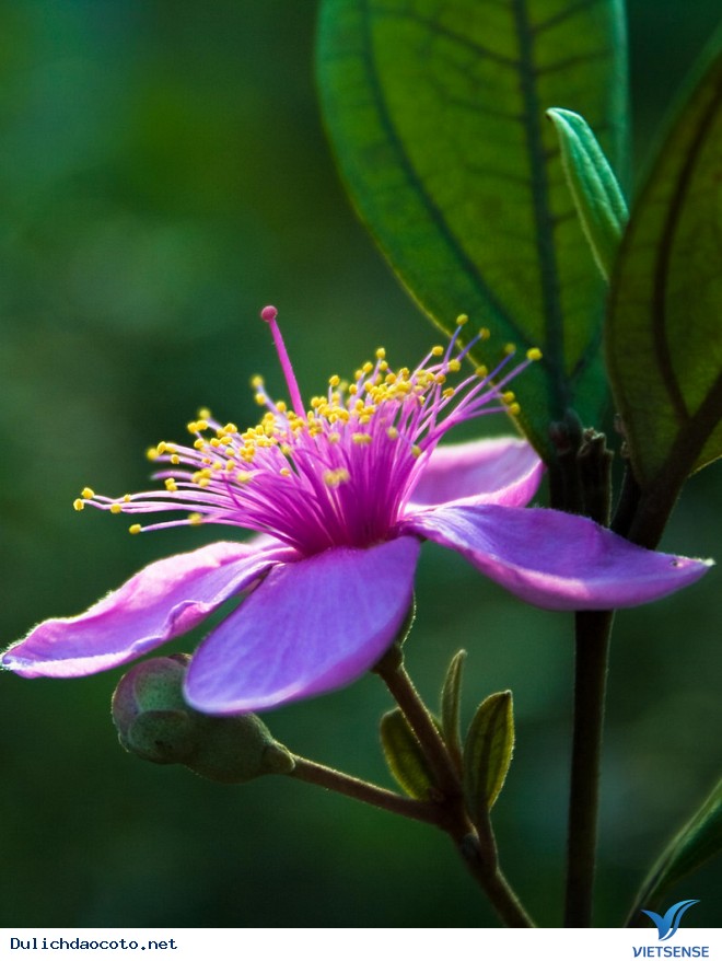 Cô Tô Có Một Mùa Sim Tím - Ảnh 5