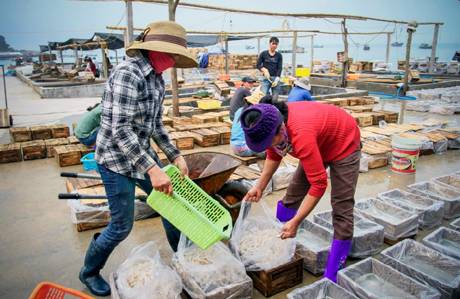 Sứa Cô Tô Được Đánh Bắt Và Sơ Chế Thế Nào? - Ảnh 4 Sứa Cô Tô Được Đánh Bắt Và Sơ Chế Thế Nào? - Ảnh 4