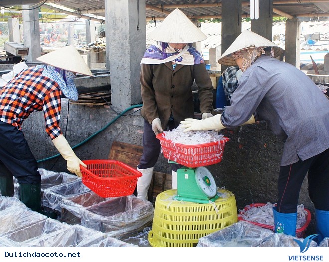 Sứa Cô Tô Được Đánh Bắt Và Sơ Chế Thế Nào? - Ảnh 3 Sứa Cô Tô Được Đánh Bắt Và Sơ Chế Thế Nào? - Ảnh 3
