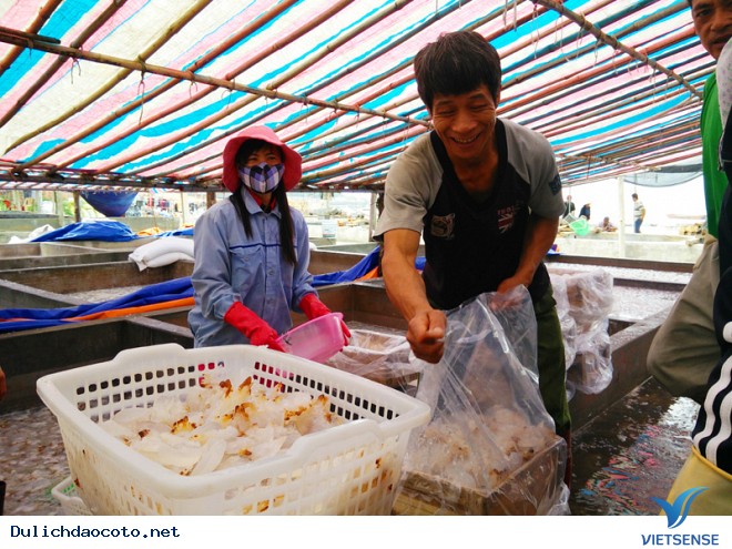 Sứa Cô Tô Được Đánh Bắt Và Sơ Chế Thế Nào? - Ảnh 5 Sứa Cô Tô Được Đánh Bắt Và Sơ Chế Thế Nào? - Ảnh 5