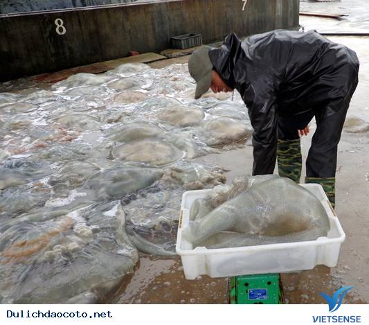 Sứa Cô Tô Được Đánh Bắt Và Sơ Chế Thế Nào? - Ảnh 2 Sứa Cô Tô Được Đánh Bắt Và Sơ Chế Thế Nào? - Ảnh 2