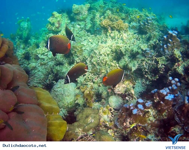 Trải Nghiệm Lặn Ngắm San Hô Khi đi thăm quan Cô Tô - Ảnh 2 Trải Nghiệm Lặn Ngắm San Hô Khi đi thăm quan Cô Tô - Ảnh 2