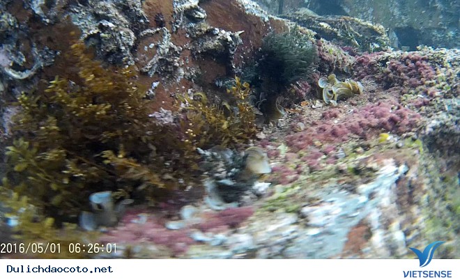 Trải Nghiệm Lặn Ngắm San Hô Khi đi thăm quan Cô Tô - Ảnh 4 Trải Nghiệm Lặn Ngắm San Hô Khi đi thăm quan Cô Tô - Ảnh 4