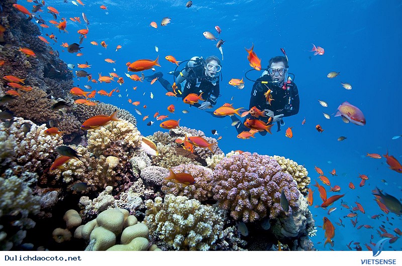 Lặn ngắm san hô tại biển Hồng Vàn Lặn ngắm san hô tại biển Hồng Vàn