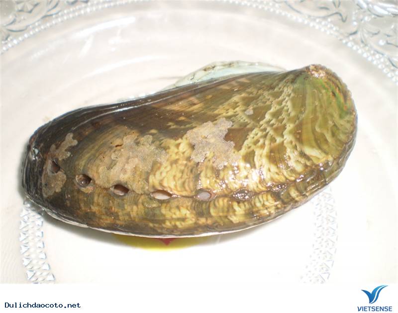 Bào Ngư Đảo Cô Tô - Ảnh 1