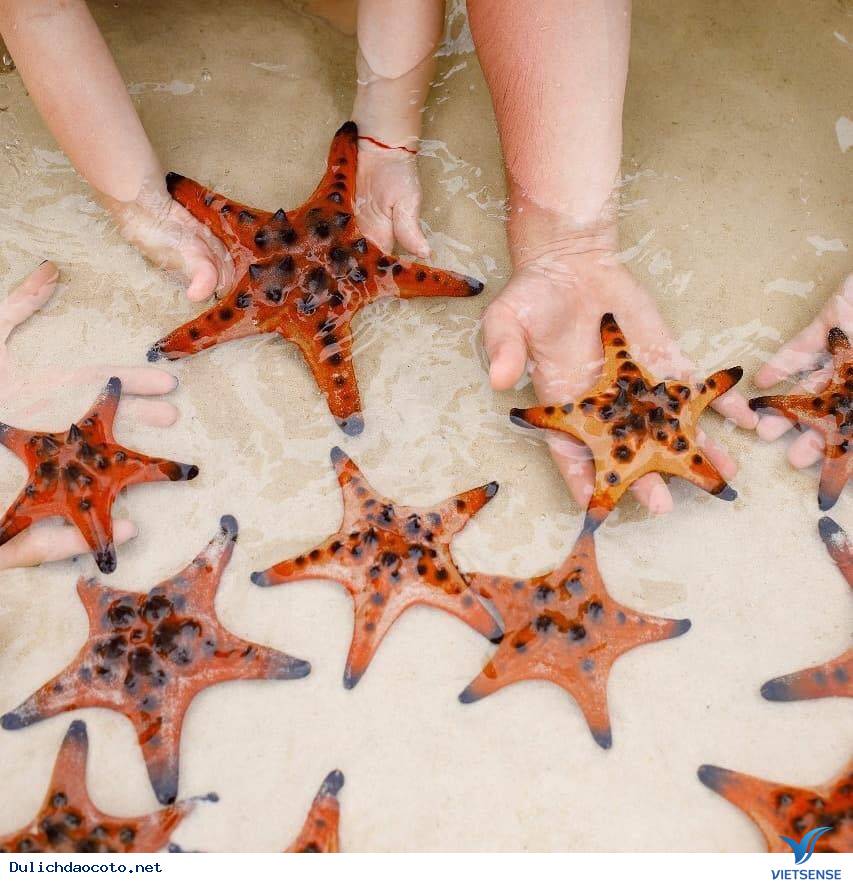Bắt sao biển Cô Tô ở đâu?