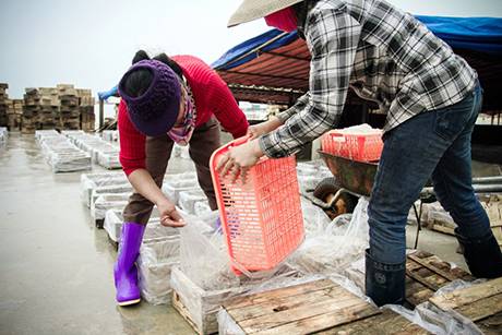 Cận Cảnh Chế Biến Sứa Trên Đảo Cô Tô - Ảnh 12