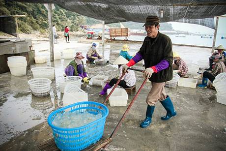 Cận Cảnh Chế Biến Sứa Trên Đảo Cô Tô - Ảnh 8