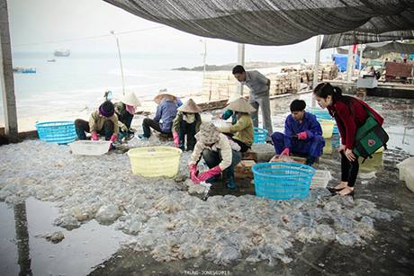 Cận Cảnh Chế Biến Sứa Trên Đảo Cô Tô - Ảnh 5