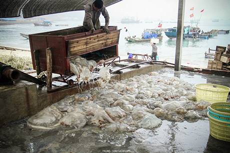 Cận Cảnh Chế Biến Sứa Trên Đảo Cô Tô - Ảnh 3