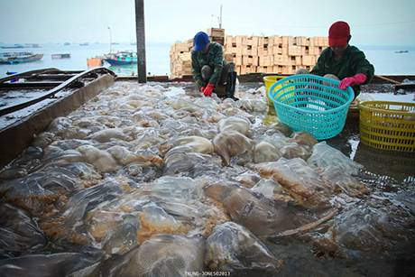 Cận Cảnh Chế Biến Sứa Trên Đảo Cô Tô - Ảnh 4