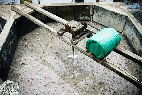 Cận Cảnh Chế Biến Sứa Trên Đảo Cô Tô - Ảnh 10