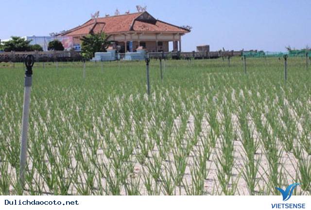 Cô Tô - Một Trong Những Đảo Thiên Đường Hot Nhất Mùa Hè Này - Ảnh 6