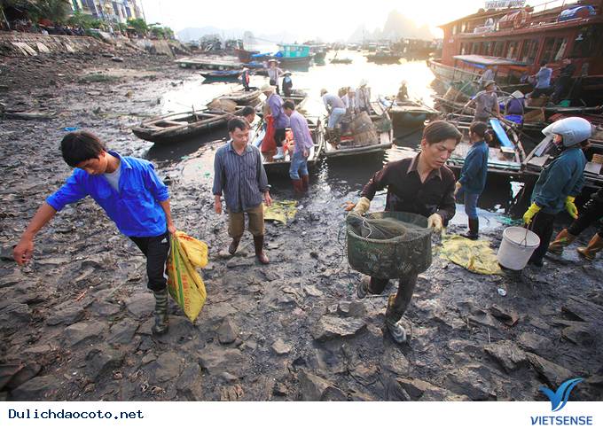 Đông Đúc Tấp Nập Chợ Hải Sản Trên Cầu Cảng Ra Đảo Cô Tô - Ảnh 4