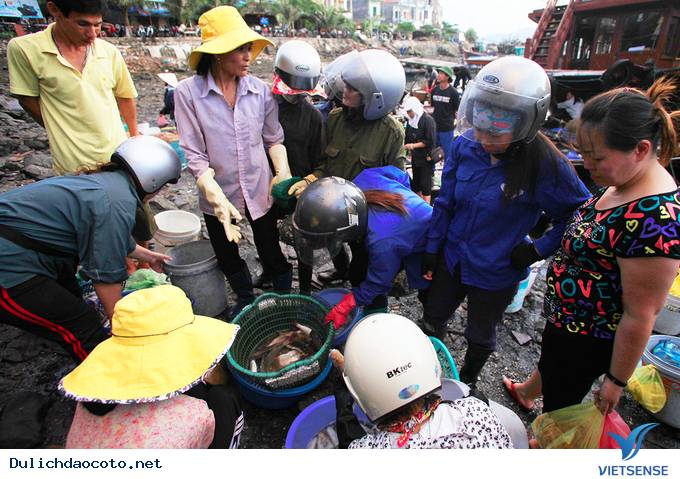 Đông Đúc Tấp Nập Chợ Hải Sản Trên Cầu Cảng Ra Đảo Cô Tô - Ảnh 6