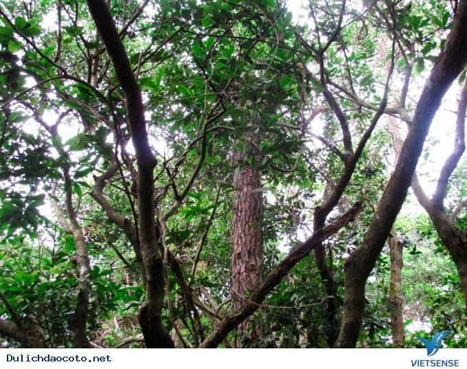 Hình Ảnh Đảo Thanh Lân Đẹp Quyến Rũ - Ảnh 3