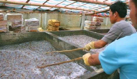 Khai Thác "Vàng Trắng" Trên Đảo Cô Tô - Ảnh 3 Khai Thác "Vàng Trắng" Trên Đảo Cô Tô - Ảnh 3