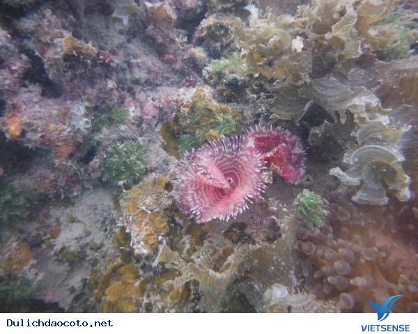 Lặn biển ngắm san hô dưới làn nước trong xanh của biển hồng vàn Lặn biển ngắm san hô dưới làn nước trong xanh của biển hồng vàn