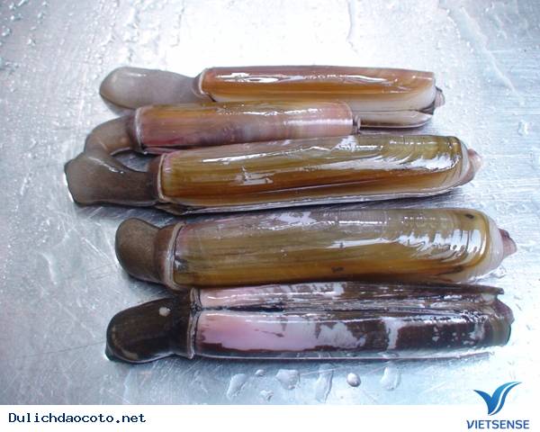 Ốc Móng Tay Đảo Cô Tô - Ảnh 1