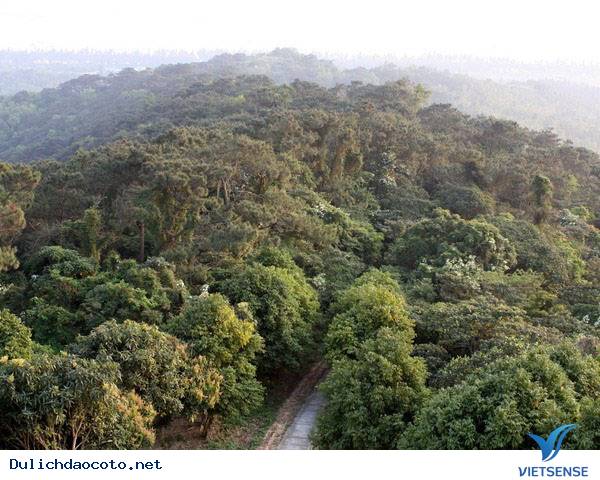 Rừng Chõi – Khu rừng nguyên sinh độc đáo ở đảo Cô Tô - Ảnh 4