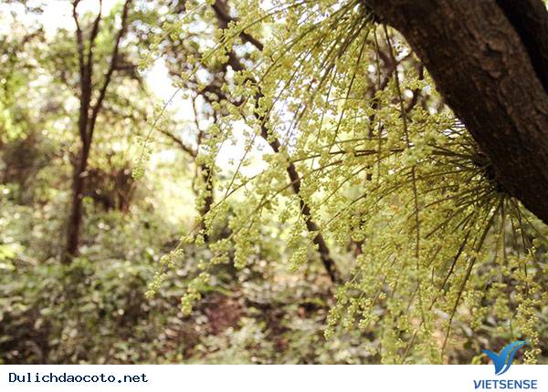 Rừng Chõi – Khu rừng nguyên sinh độc đáo ở đảo Cô Tô - Ảnh 1