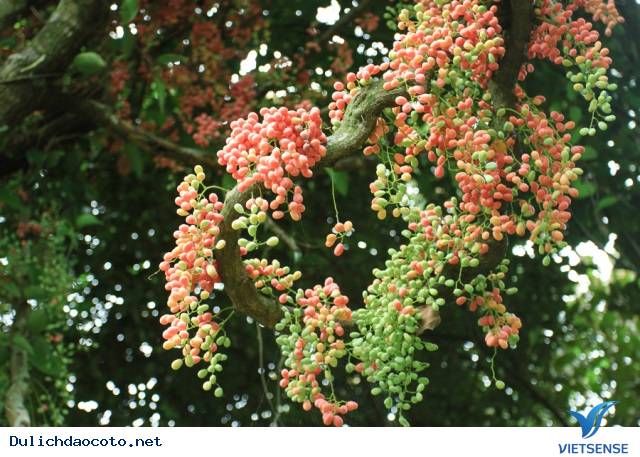 Rừng Chõi – Khu rừng nguyên sinh độc đáo ở đảo Cô Tô - Ảnh 2